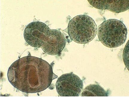 廢水中重金屬污、微生物污染物的處理方法